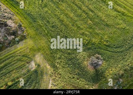 Image aérienne des terres agricoles. Récolte à l'extérieur Banque D'Images