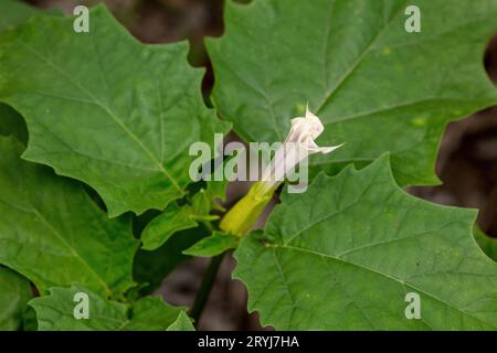 datura fleurs à l'état sauvage Banque D'Images