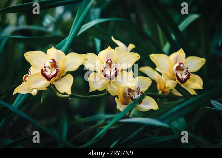 Fleurs d'orchidées de bateau jaune-orange (Cymbidium devonianum) dans le jardin d'orchidées Banque D'Images