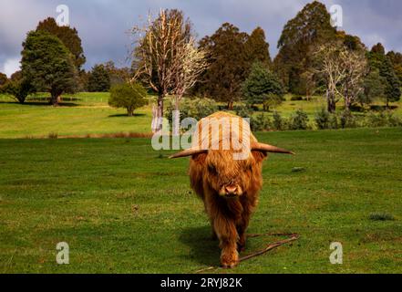 Curieuse vache rouge écossaise des Highlands approche à Tarraleah, qui fait partie d'une ferme et d'un village du patrimoine dans les Highlands centraux de Tasmanie, Tasmanie, Australie Banque D'Images