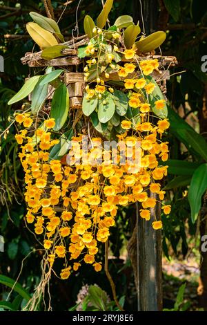 Floraison de belles fleurs d'orchidée jaune. Banque D'Images