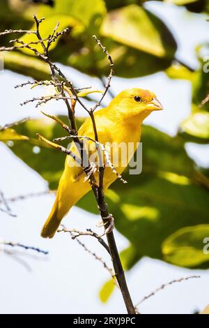 Portrait d'oiseau mignon à fronton jaune orangé en gros plan dans la nature Banque D'Images