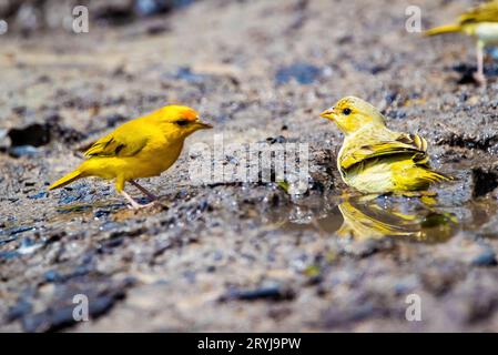 Portrait d'oiseau mignon à fronton jaune orangé en gros plan dans la nature Banque D'Images