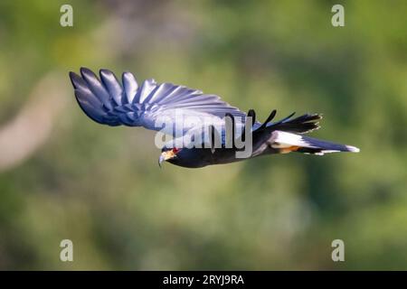 Portrait d'oiseau Crane Hawk en gros plan dans le vol sauvage Banque D'Images