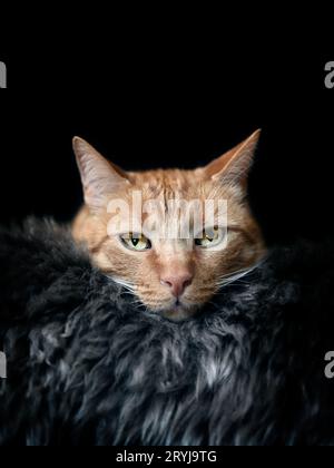 Portrait de chat gingembre allongé sur peau d'agneau sur fond noir. Banque D'Images