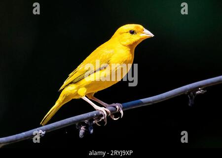 Portrait d'oiseau mignon à fronton jaune orangé en gros plan dans la nature Banque D'Images