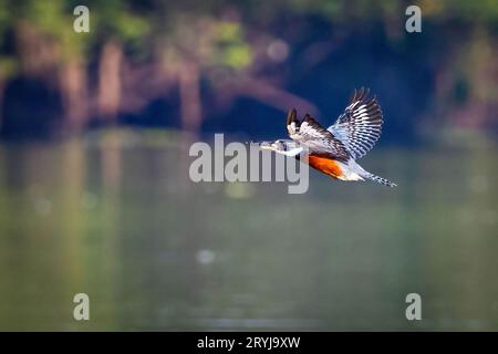 Amazon kingfisher gros plan portrait dans la forêt tropicale sauvage Banque D'Images