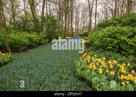 Bulbe de fleur de tulipe et champ de jacinthe de raisin dans le jardin, saison de printemps à lisse près d'Amsterdam Netherla Banque D'Images