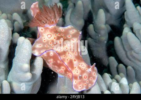 Les belles couleurs des nudibranches Banque D'Images