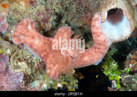 Les belles couleurs des nudibranches Banque D'Images