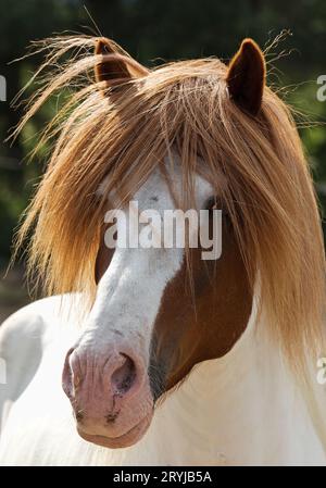Portrait de cheval islandais, (Equus ferus caballus), étalon, Islande, Europe Banque D'Images