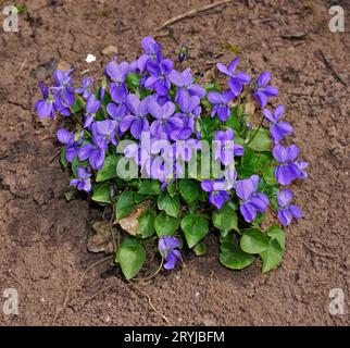 Violet de bois ; violet de haie ; Viola reichenbachiana; Banque D'Images