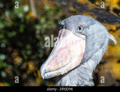 La magnifique cigogne à bec (Balaeniceps rex) est originaire des marais d'Afrique tropicale, connue pour son bec distinctif en forme de chaussure. Banque D'Images