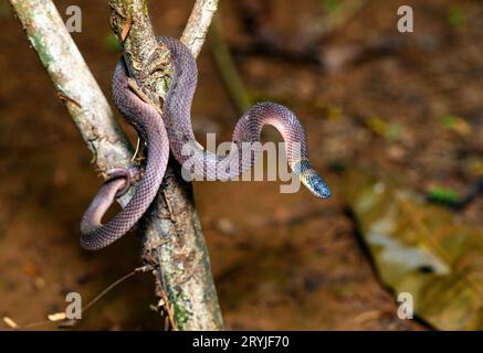 Serpent rouge cofee (Ninia sebae) de Las Arrieras, Costa Rica. Banque D'Images