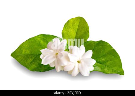 Vue en gros plan de fleurs de jasmin en fleurs avec des feuilles vertes isolées sur fond blanc. Banque D'Images