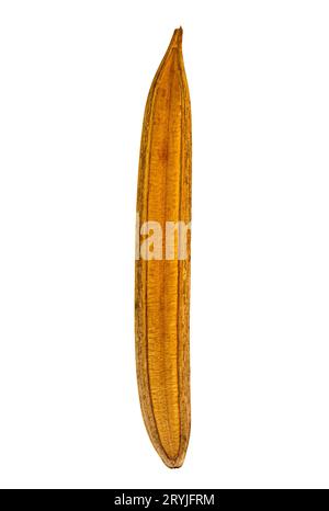 Texture de la gousse d'arbre intérieure sèche unique isolée sur fond blanc. Banque D'Images