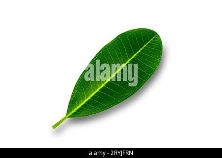 Vue de dessus d'une seule feuille verte de frangipanier isolée sur fond blanc. Banque D'Images