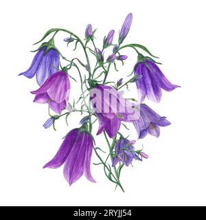 Bouquet de délicates cloches lilas bleues. Fleurs de Campanula, harebells de prairie. Illustration à l'aquarelle de plantes sauvages sur blanc. Pour invitation de mariage Banque D'Images