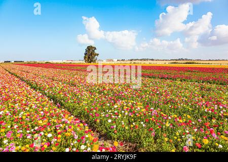 Le jardin renoncules Banque D'Images