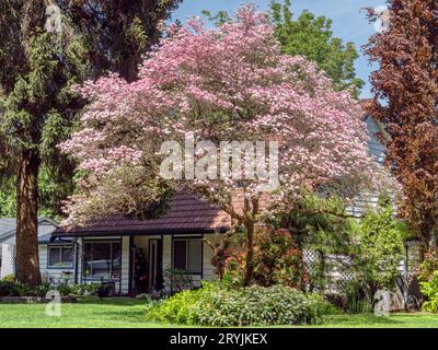 Entrée de la maison résidentielle à l'ombre d'un arbre en fleurs Banque D'Images