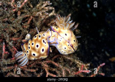 Les belles couleurs des nudibranches Banque D'Images