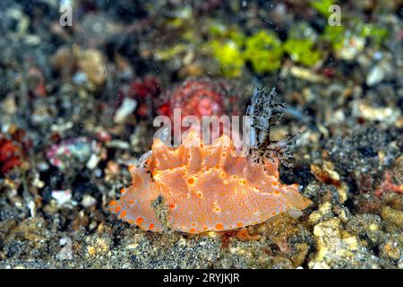 Les belles couleurs des nudibranches Banque D'Images