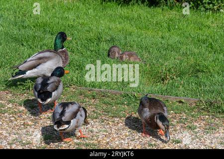 Rats bruns mangeant de la nourriture pour oiseaux fournie aux canards, Angleterre, Royaume-Uni. Rat brun (Rattus norvegicus) avec colverts (Anas platyrhynchos) Banque D'Images