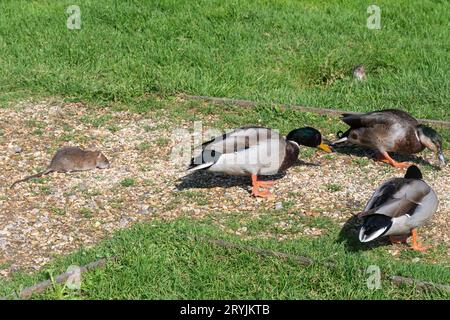 Rats bruns mangeant de la nourriture pour oiseaux fournie aux canards, Angleterre, Royaume-Uni. Rat brun (Rattus norvegicus) avec colverts (Anas platyrhynchos) Banque D'Images