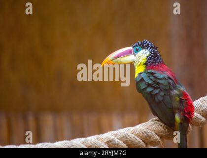 L'Aracari courbé (Pteroglossus beauharnaesii) d'Amérique du Sud est un spectacle à voir dans son habitat tropical. Banque D'Images