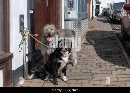 Deux chiens attachés devant un magasin dans le Hampshire, Angleterre, Royaume-Uni. Un border collie et un chiot irlandais Wolfhound Banque D'Images