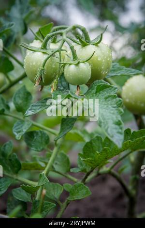 Tomates vertes non mûres poussant sur la brousse dans le jardin. Banque D'Images