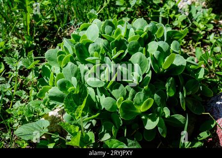 De nombreuses feuilles vertes délicates de Sedum ou de grès plantent dans un jardin dans un jardin ensoleillé de printemps Banque D'Images