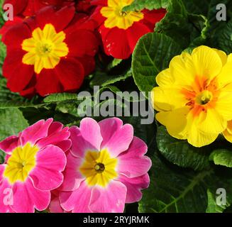 Fond de fleurs de fuchsia PRIMULA orange rouge fraîchement fleuries à vendre sur le marché aux fleurs Banque D'Images