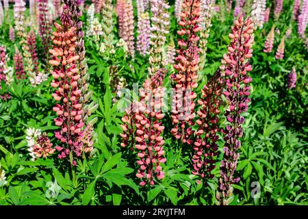 Beaucoup de fleurs roses vives de Lupinus, communément connu sous le nom de lupin ou lupin, en pleine fleur et herbe verte dans un jardin de printemps ensoleillé, belle flore extérieure Banque D'Images