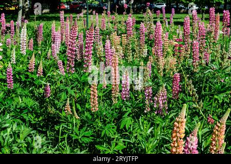 Beaucoup de fleurs roses vives de Lupinus, communément connu sous le nom de lupin ou lupin, en pleine fleur et herbe verte dans un jardin de printemps ensoleillé, belle flore extérieure Banque D'Images