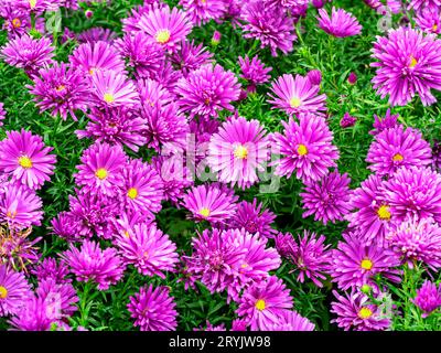 Beaux asters roses, variété Tonga, fleurissant dans un jardin Banque D'Images