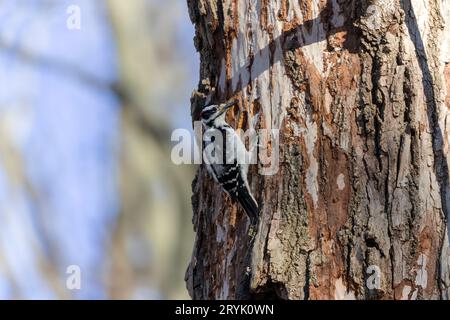 Le pic poilu (Leuconotopicus villosus) Banque D'Images