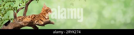Un beau chat Bengal se trouve sur une branche d'arbre. Banque D'Images