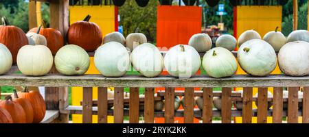 Citrouilles mûres décoratives stockées sur des étagères en bois Banque D'Images