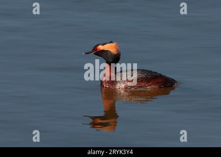 La grèbe à cornes ou grèbe de Slavonie (Podiceps auritus) Banque D'Images