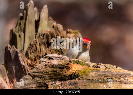 Le pic à ventre rouge (Melanerpes carolinus) Banque D'Images