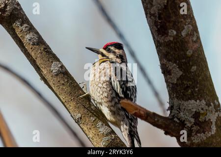 Le sapsucker à ventre jaune (Sphyrapicus varius) Banque D'Images