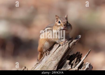 Chipmunk oriental (Tamias striatus) Banque D'Images