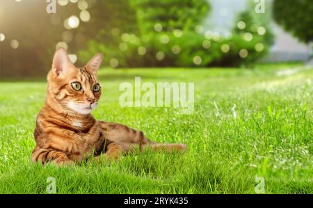 Portrait d'un jeune chat bengal dans l'herbe. Banque D'Images