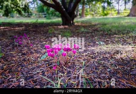 Cyclamen hederifolium 'Ruby Glow' magenta-violet pousse et fleurit au RHS Garden Wisley, Surrey, dans le sud-est de l'Angleterre, au début de l'automne Banque D'Images