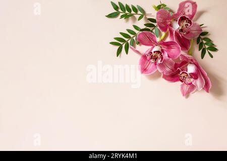 Fond floral avec des orchidées. Orchidées phalaenopsis rose tropical sur un fond pastel clair. Vue de dessus plat avec copie spa Banque D'Images