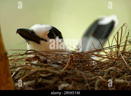 Bec hameçon vanga curvirostris se trouve sur le nid dans l'arbre, oiseau noir et blanc dans Vangidae endémique à Madagascar dans subtropical ou tropical d Banque D'Images