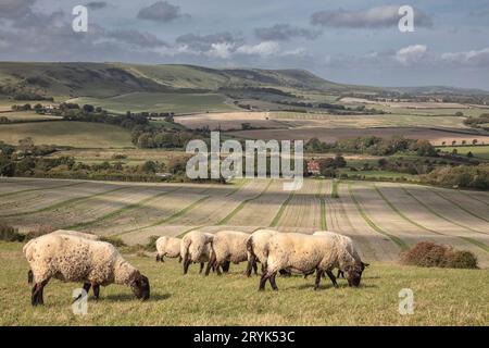 Moutons sur les South Downs près de Wilmington Banque D'Images