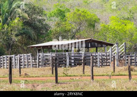 Élevage de bétail sur des pâturages dans le Cerrado brésilien Banque D'Images