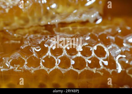 Cellules hexagonales en nid d'abeille avec du miel qui tiennent les oeufs de la reine abeille et emmagasiner le pollen et le miel que les abeilles ouvrières apportent à la ruche, masse de prismati Banque D'Images